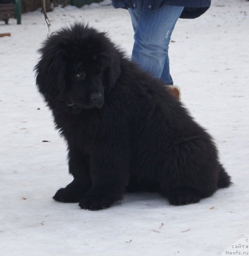 Фотография № 175449