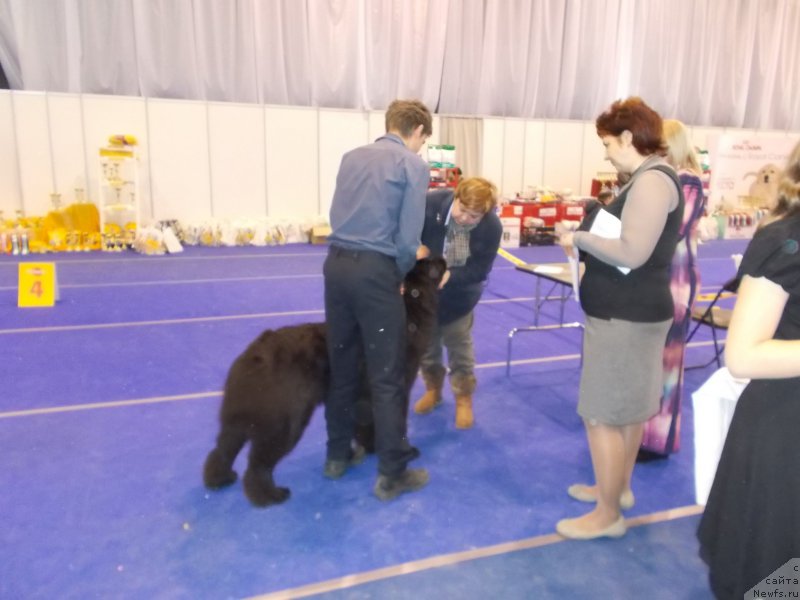 Фото: ньюфаундленд Эхо Москвы с Берега Дона (Eho Moskvy s Berega Dona), Миша в роли хендлера, Татьяна Дрейер(судья)