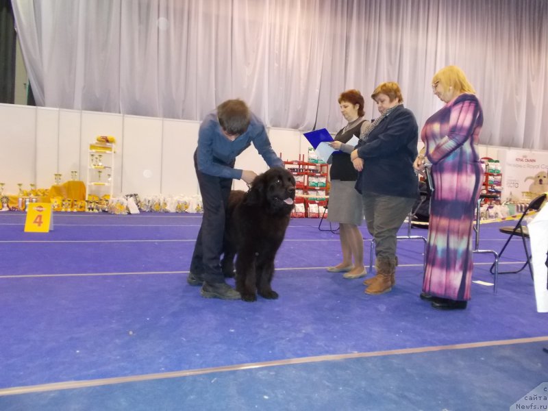 Фото: ньюфаундленд Эхо Москвы с Берега Дона (Eho Moskvy s Berega Dona), Миша, Дрейер Т. и члены судейской команды.