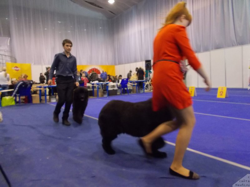 Фото: ньюфаундленд Эхо Москвы с Берега Дона (Eho Moskvy s Berega Dona), Миша, Гран При Тольятти Турандот и девочка в красном платье.