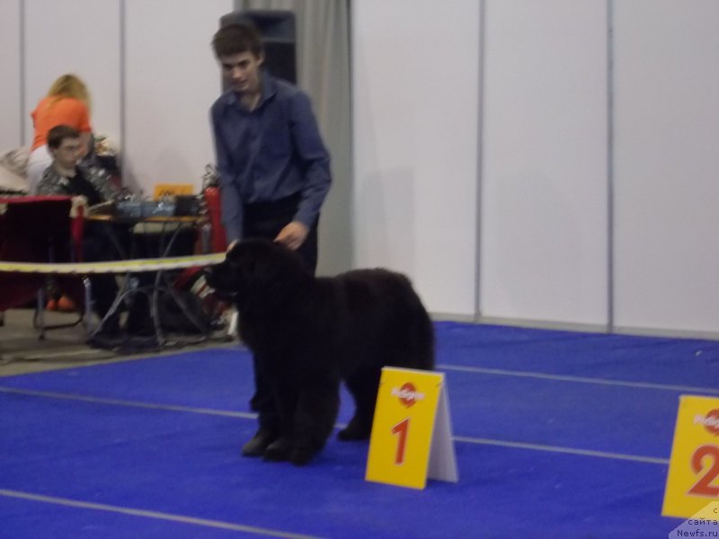 Фото: ньюфаундленд Эхо Москвы с Берега Дона (Eho Moskvy s Berega Dona), Миша