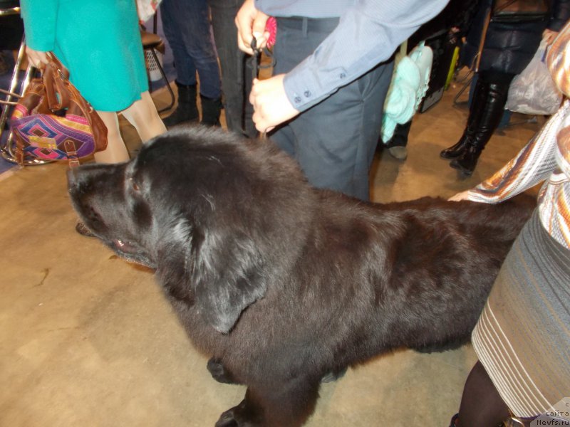 Фото: ньюфаундленд Эхо Москвы с Берега Дона (Eho Moskvy s Berega Dona)