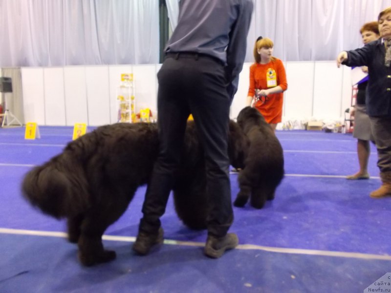 Фото: ньюфаундленд Эхо Москвы с Берега Дона (Eho Moskvy s Berega Dona), Миша