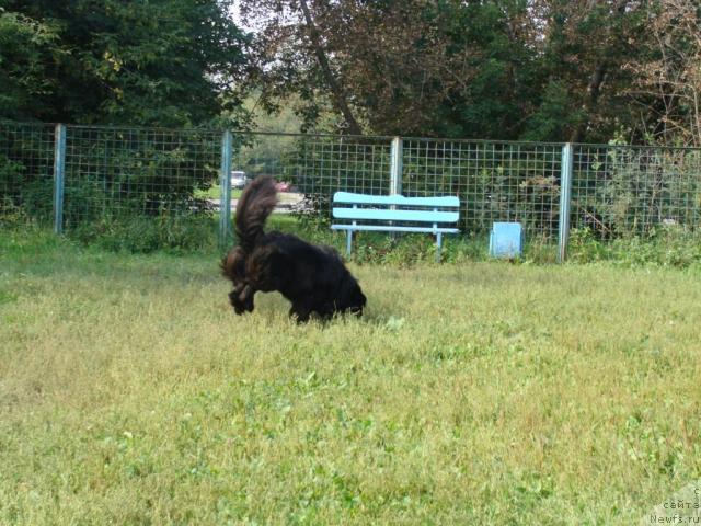 Фото: ньюфаундленд Челенджер