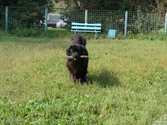 Фото: ньюфаундленд Челенджер