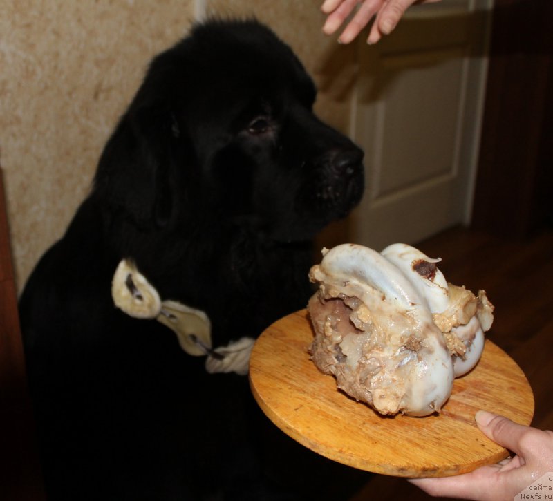 Фотография № 175492