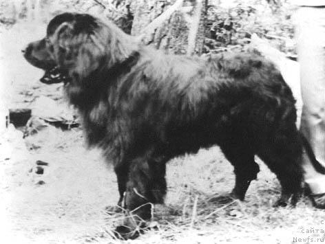 Фото: ньюфаундленд Тайфун Юкат