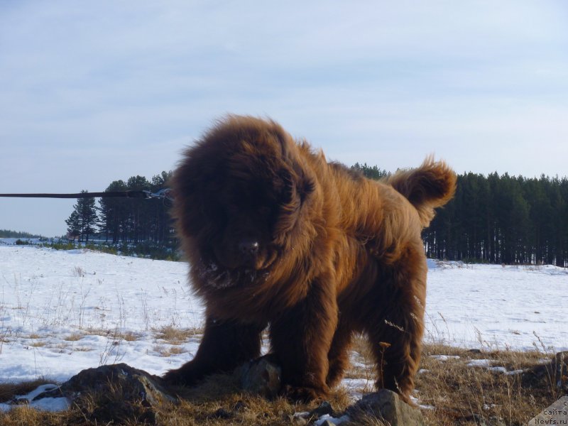 Фото: Юлия Рычкова, ньюфаундленд Ньюфорт Юрай Квин
