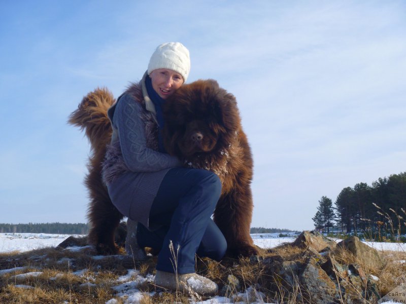 Фото: ньюфаундленд Ньюфорт Юрай Квин