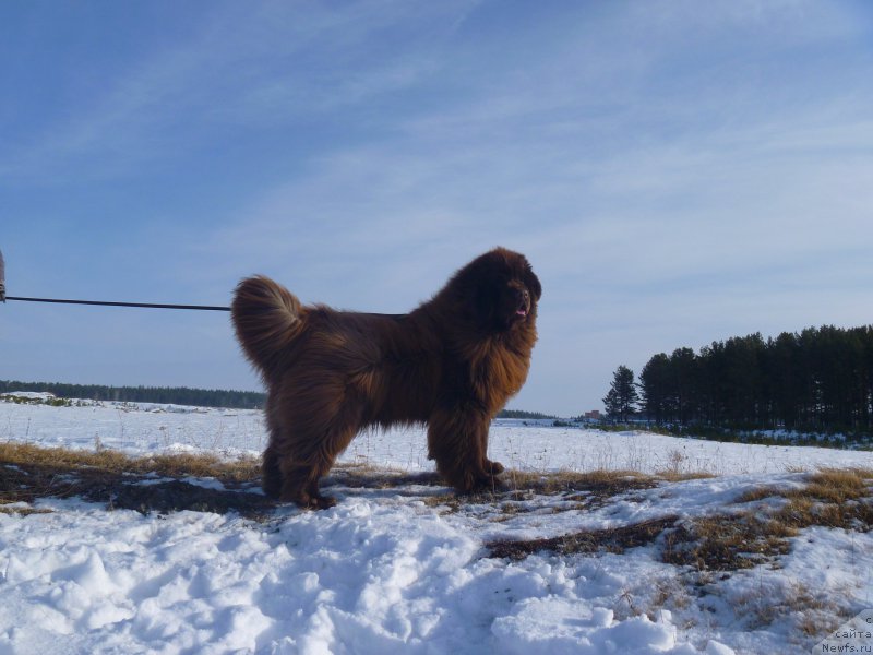 Фото: ньюфаундленд Ньюфорт Юрай Квин