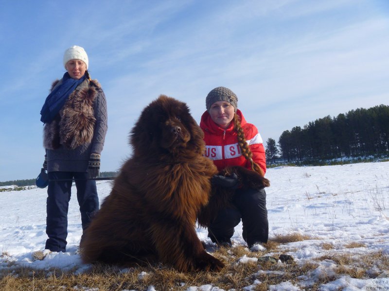 Фото: ньюфаундленд Ньюфорт Юрай Квин
