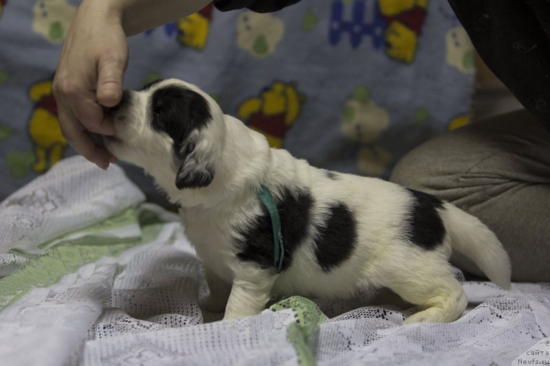 Фото: ньюфаундленд Сент Джонс Далида (Sent Djons Dalida)