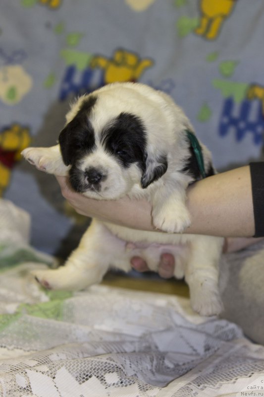 Фото: ньюфаундленд Сент Джонс Далида (Sent Djons Dalida)