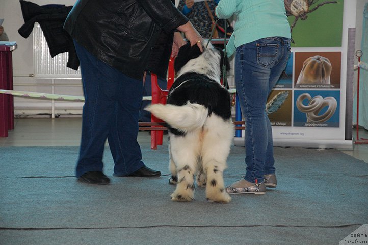 Фотография № 175519