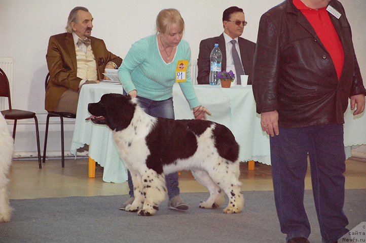Фото: ньюфаундленд Маг Исполин Онега