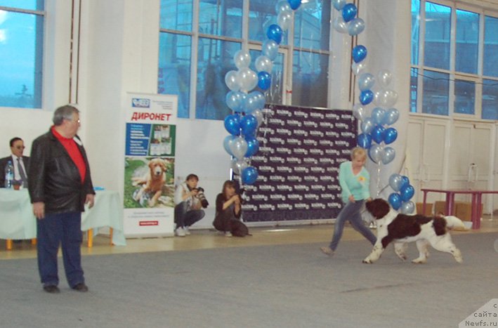 Фото: ньюфаундленд Маг Исполин Онега