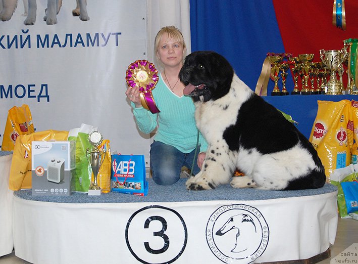 Фото: ньюфаундленд Маг Исполин Онега