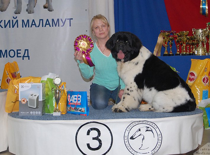 Фото: ньюфаундленд Маг Исполин Онега