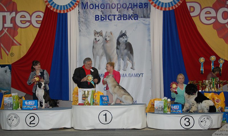 Фото: ньюфаундленд Маг Исполин Онега