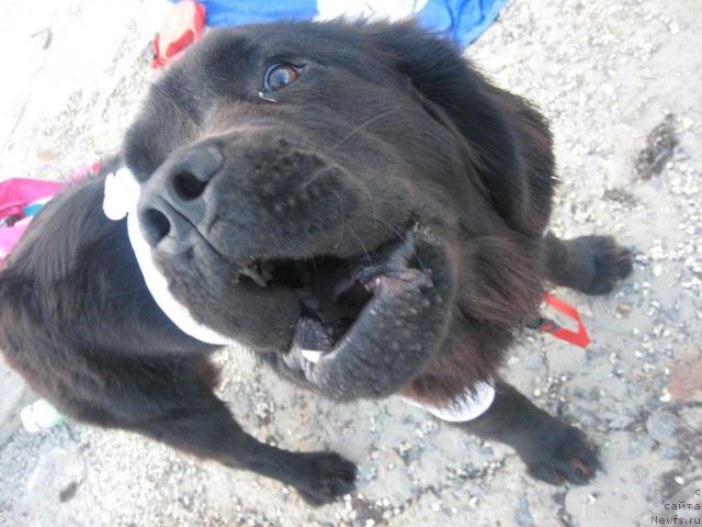 Фото: ньюфаундленд Сладкая Моя от Сибирского Медведя