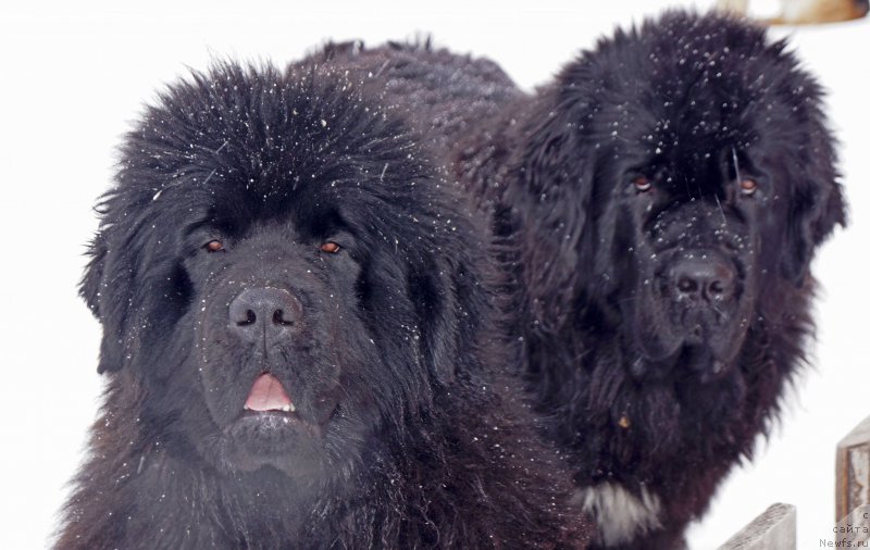 Фотография № 175562