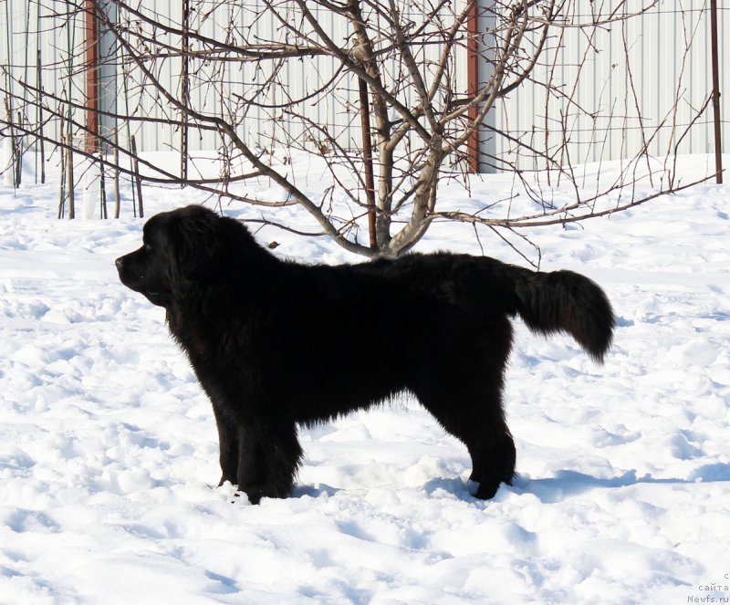 Фото: ньюфаундленд Браунблад МСК Харрикейн Хиггенс (Brownblood MSK Harricane Higgins)