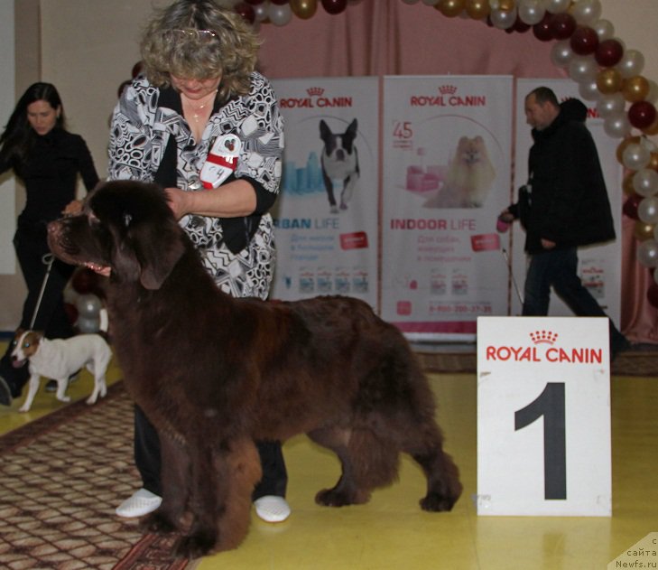 Фото: ньюфаундленд Ньюфорт Юника