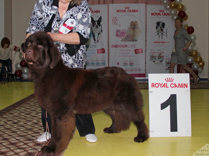 Фото: ньюфаундленд Ньюфорт Юника