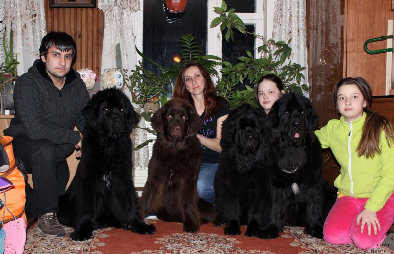 Фото: Владимир Хачатрян, ньюфаундленд Браунблад МСК Хелфи Бэст Армани (Brownblood MSK Helfi Best Armani), ньюфаундленд Браунблад МСК Хриса Хаккет Оллен (Brownblood MSK Hrica Hacket Ollen), Елена Спирюкова, ньюфаундленд Браунблад МСК Харрикейн Хиггенс (Brownblood MSK Harricane Higgins), Мария Шмелева, ньюфаундленд Мерседес Вялiкi Мядзведзь (Mercedes Vialiki Miadzvedz)