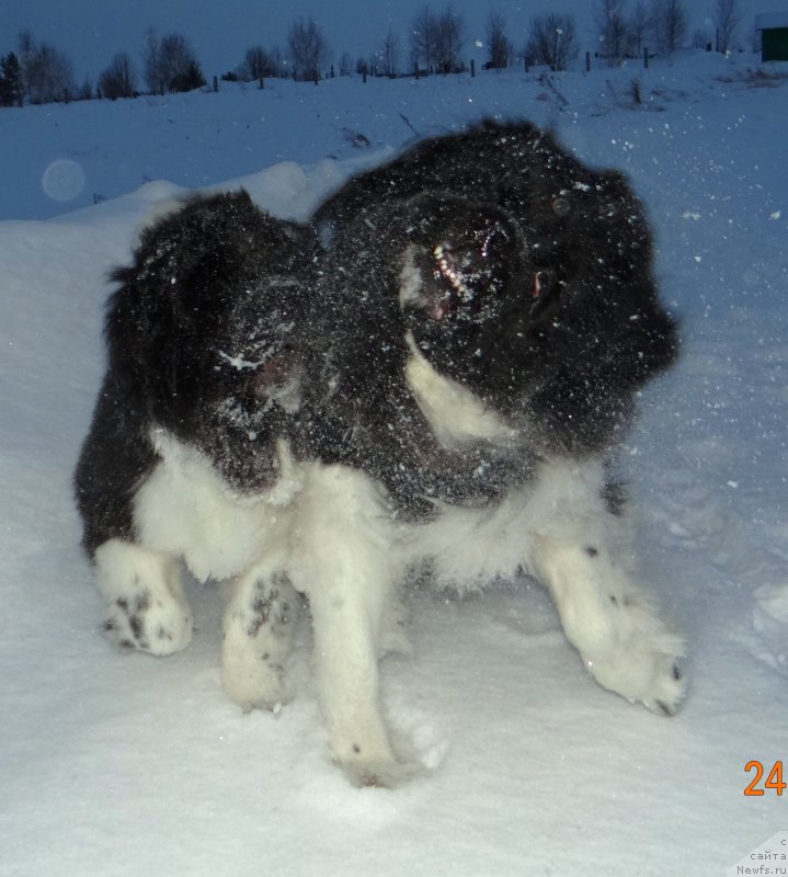 Фото: ньюфаундленд Беатрис Бьютифул от Сибирского Медведя, ньюфаундленд Фиаметтахауз Претти Дрим