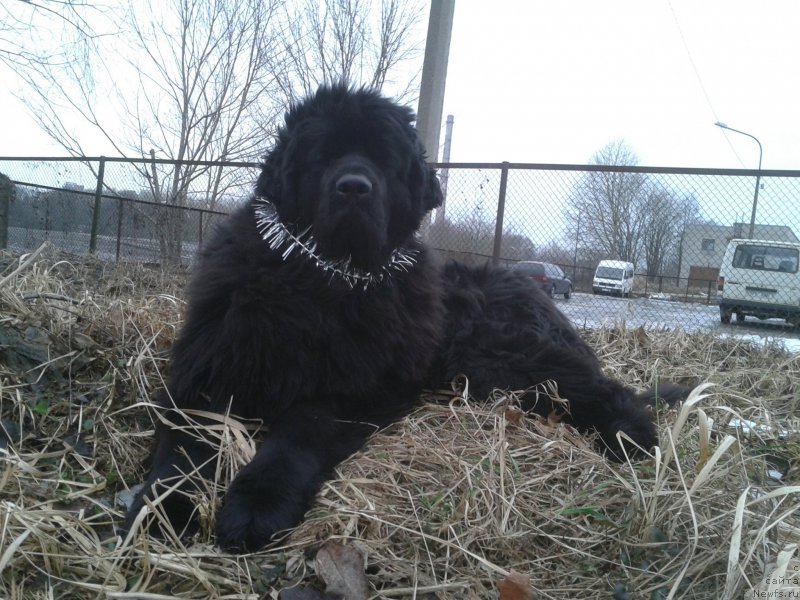 Фото: ньюфаундленд Фанньюф Жемапель Мадам Нуар (Funnewf Jemapel Madam Nuar)