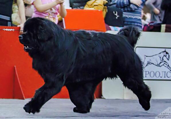 Фото: ньюфаундленд Ньюфорт Шон Волмари Триумф (Njufort Shawn Wallmar Triumph)