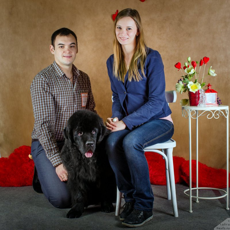 Фото: ньюфаундленд Басня с Берега Дона (Basnja s Berega Dona), Татьяна Агишева, Эльдар