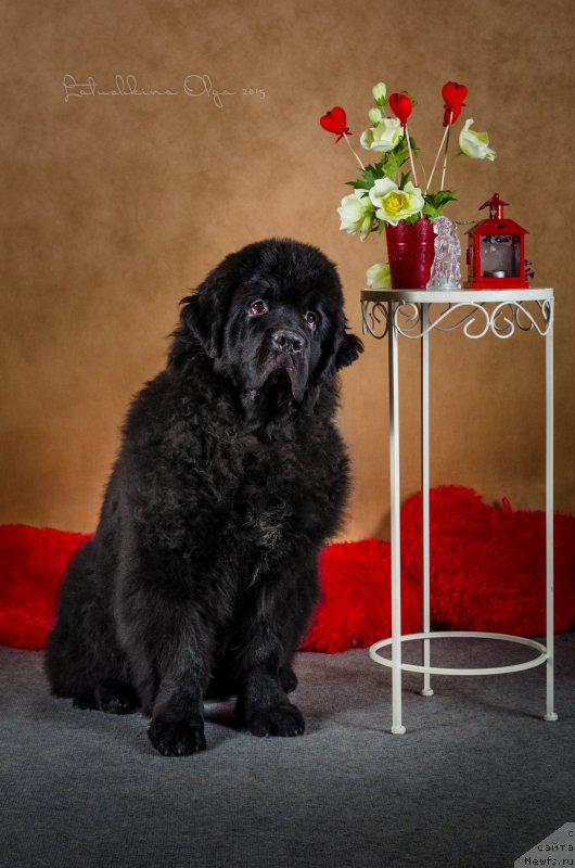 Фото: ньюфаундленд Басня с Берега Дона (Basnja s Berega Dona)