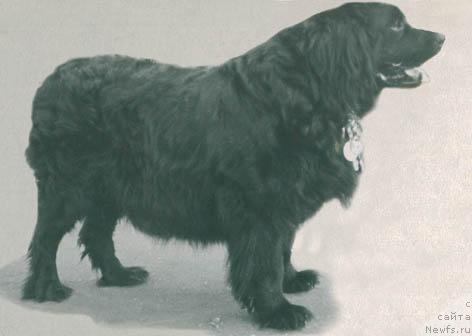 Фото: ньюфаундленд Ника Чер