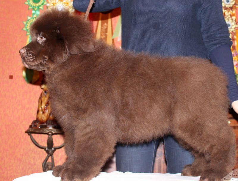 Фотография № 175635