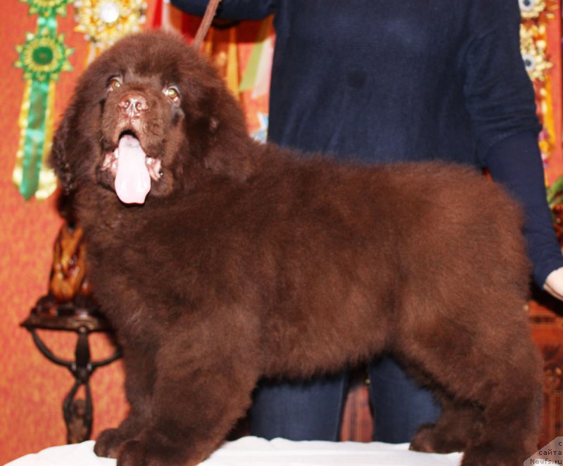 Фото: ньюфаундленд Парис Браун Элерон