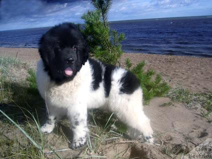 Фото: ньюфаундленд Don't Worry Be Happy de L'Etoile de Cyrice