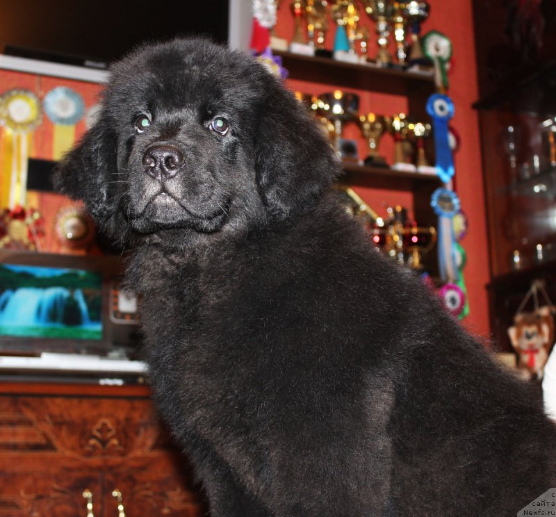 Фотография № 175643