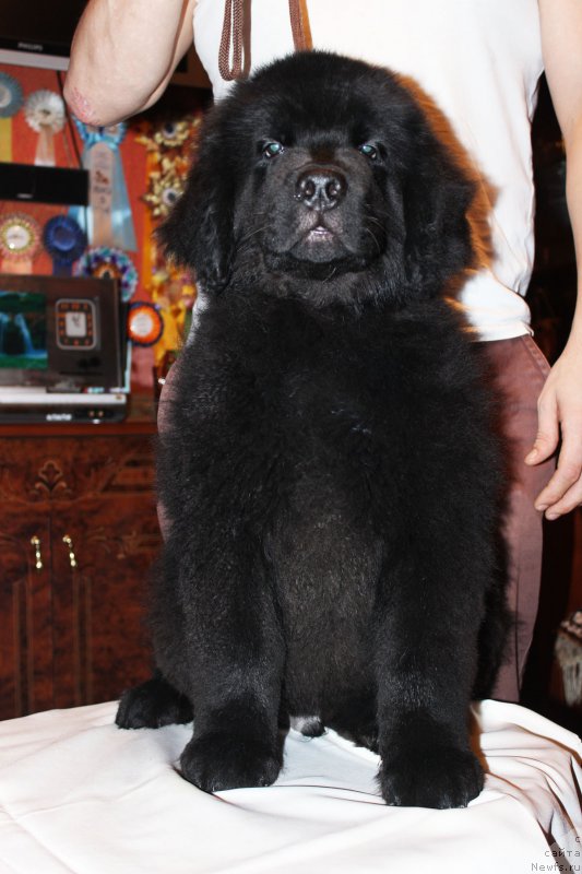 Фотография № 175644