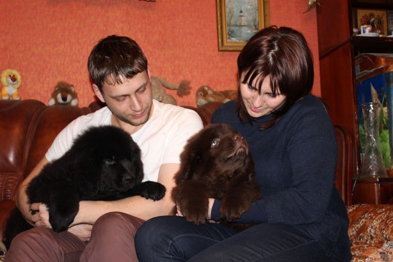 Фото: ньюфаундленд Пелей Клеве Лэд, ньюфаундленд Парис Браун Элерон