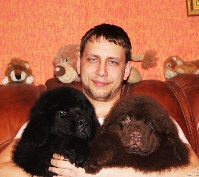 Фото: ньюфаундленд Пелей Клеве Лэд, ньюфаундленд Парис Браун Элерон