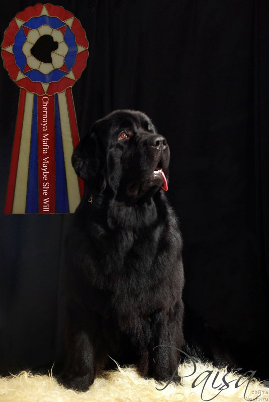 Фото: ньюфаундленд Черная Мафия Маубе Ше Вилл (Chernaya Mafia Maybe She Will)