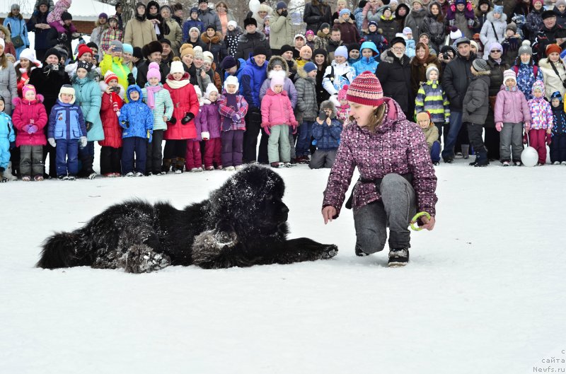 Фото: ньюфаундленд Кипер Соул Лайон Хэерт, Ольга Иванова