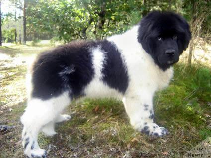 Фотография № 17566