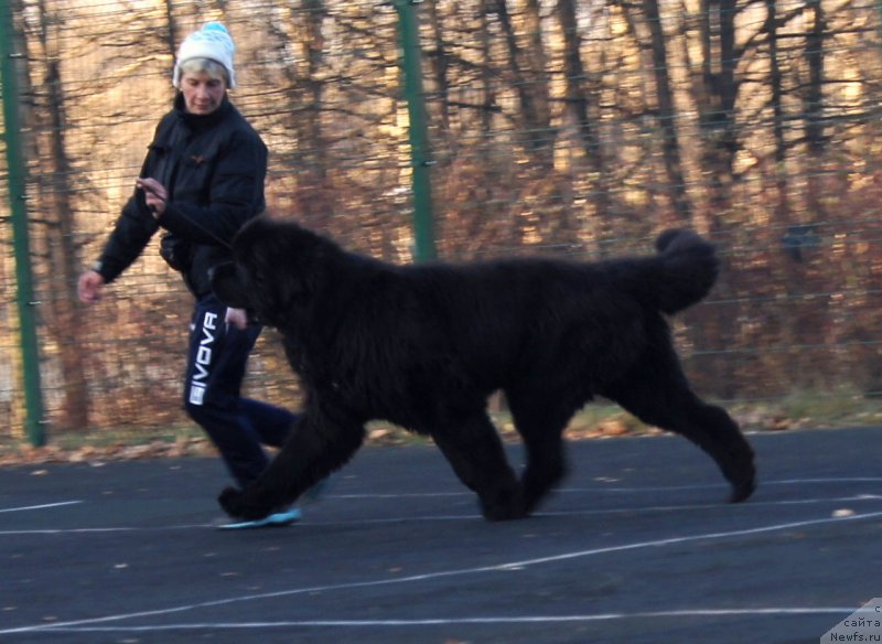 Фото: ньюфаундленд Дак Прайд Винтаж (Dark Pride Vintage)