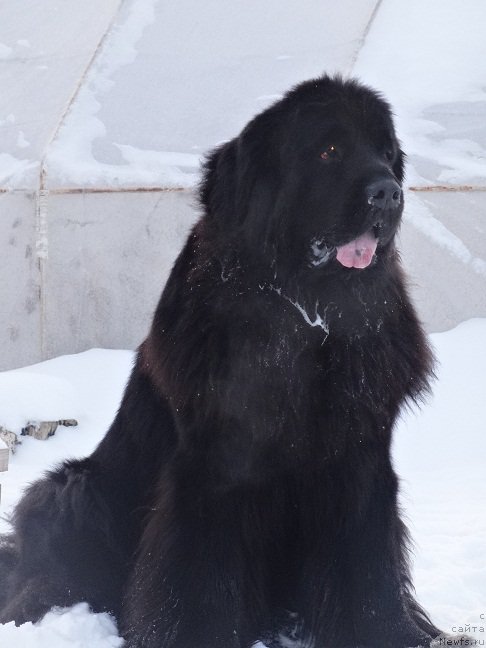 Фото: ньюфаундленд Ньюфорт Царская Дочь