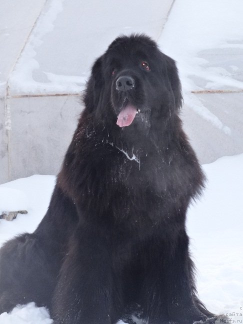 Фото: ньюфаундленд Ньюфорт Царская Дочь