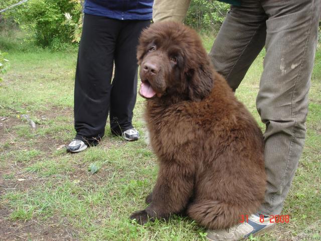 Фото: L'ETOILE DE CYRICE DO SING WITH DEEJAY (Рок)