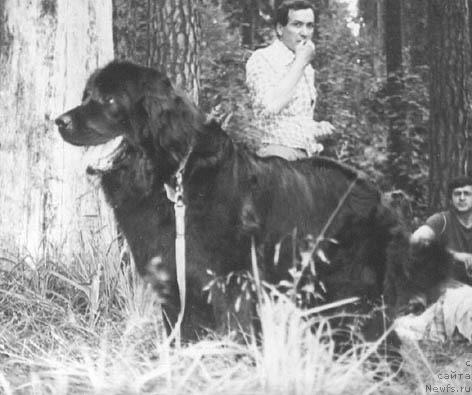 Фото: ньюфаундленд Габи Лоухи Терра Нова